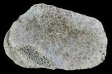 Hadrosaur Foot Bone - Alberta (Disposition #-) #100500-1